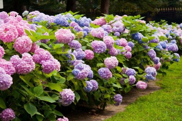 + how to change the color of hydrangea flowers