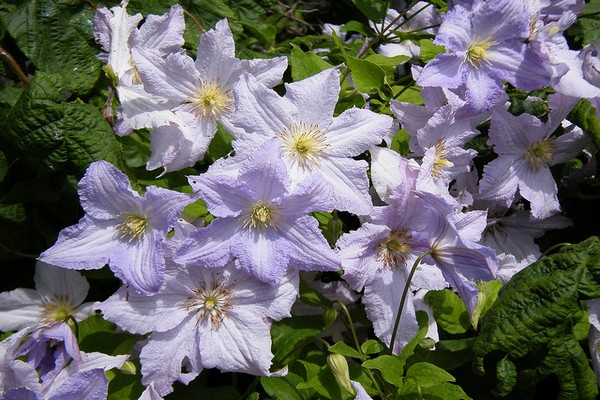 clematis planting care + in the urals