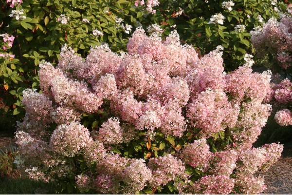 de beste soorten hortensia's