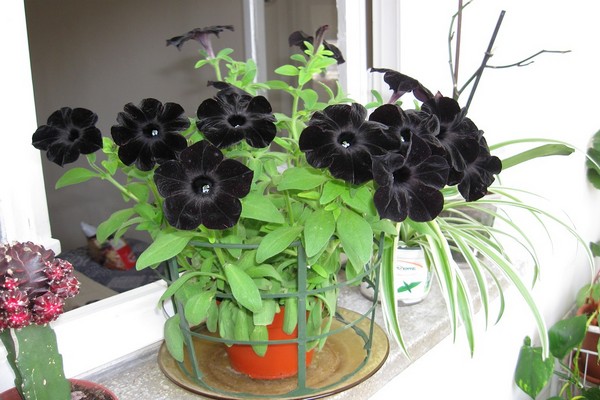 petunia svart fløyel