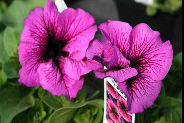 fleurs de pétunia