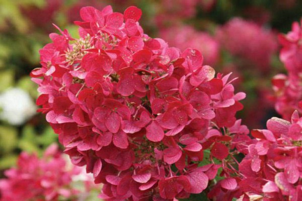 parhaat hydrangeasarjat