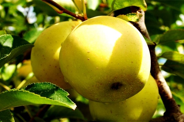 Popis Golden Delicious jabloní