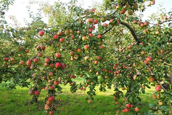 apple tree screen description photo