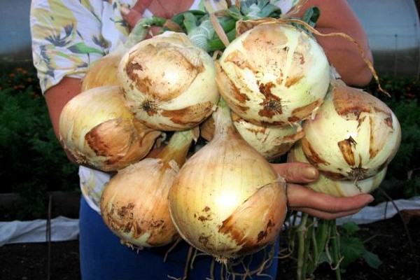 onion excision cultivation
