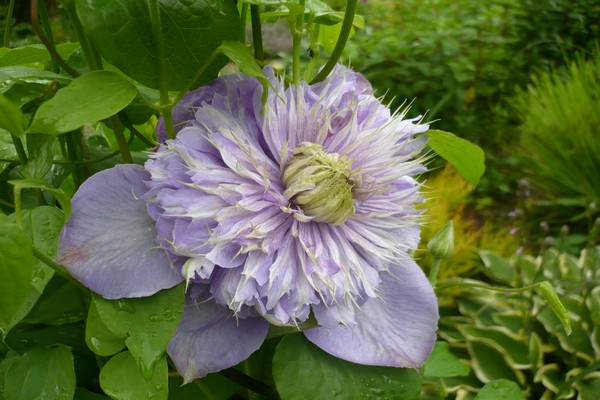 clematis blue exploited photos