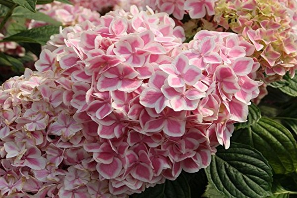 hortensia arter