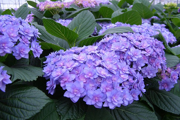 hortensia soorten