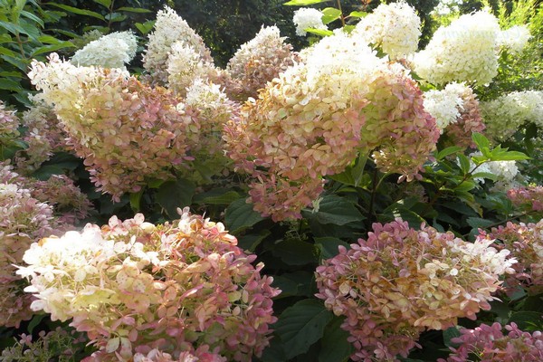 de beste soorten hortensia's