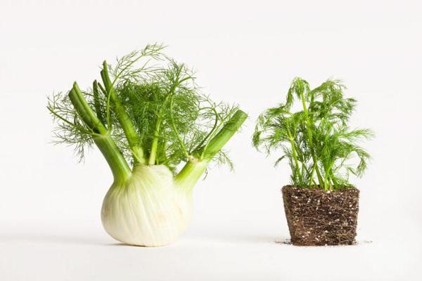 fennel and dill what is the difference