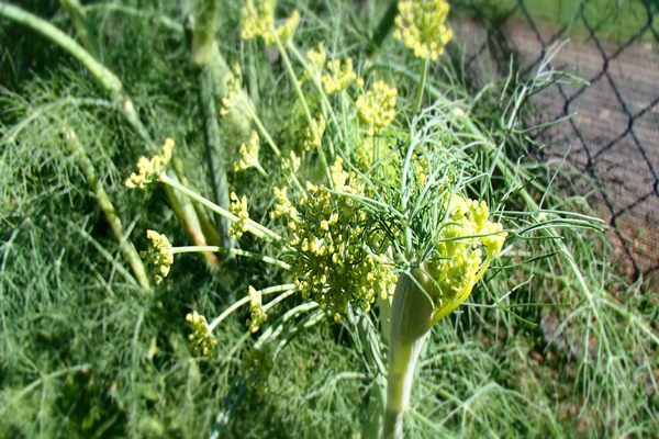 fennel or dill which is better