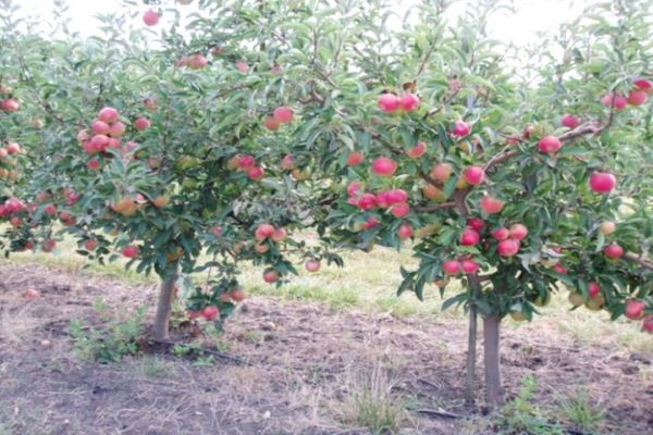 popis jabloňa florina