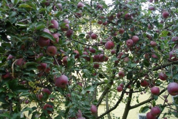 penerangan pokok epal florina