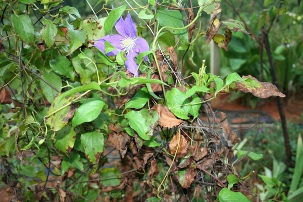 fungal diseases of clematis