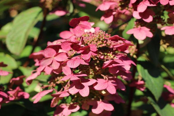 Hortensia Magic Fire