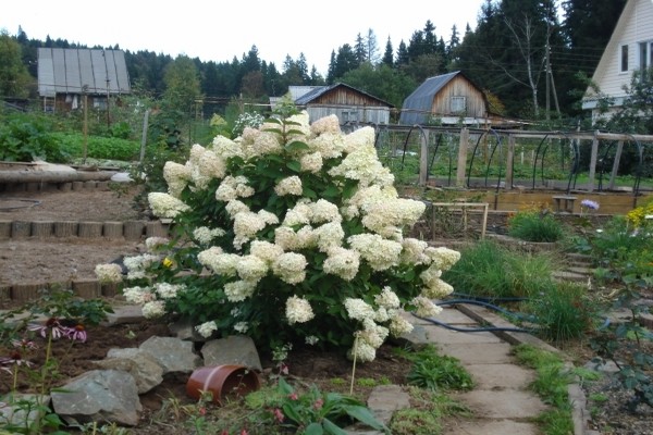 garden hydrangea + in the Urals