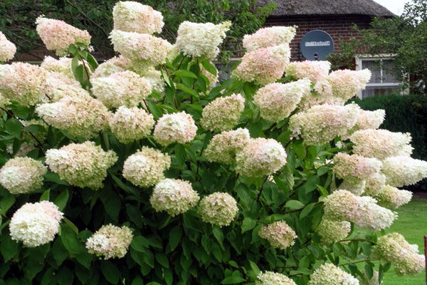 de beste soorten hortensia's