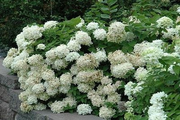 hydrangea species