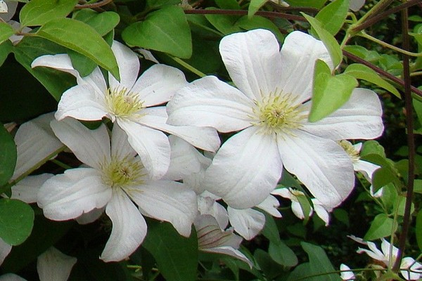 variety of clematis photos + and names