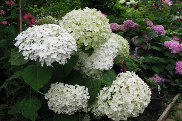 especies de hortensias