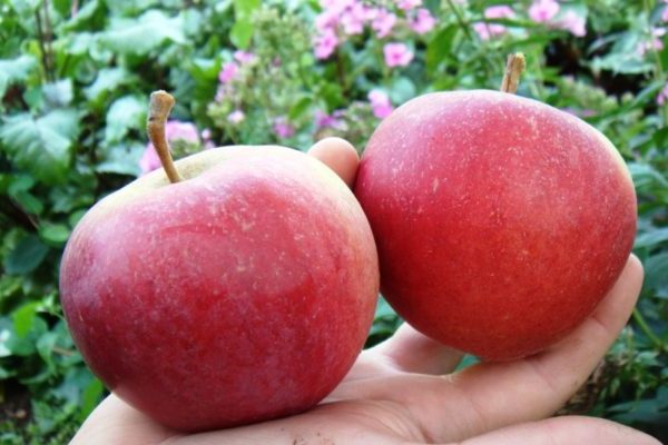 hit parade ng mga apple variety