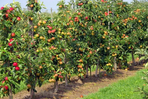 красота на Свердловск снимка на ябълково дърво