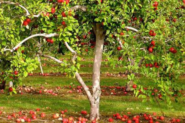 جمال وصف شجرة التفاح سفيردلوفسك