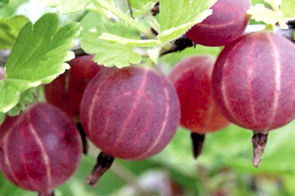red gooseberry varieties