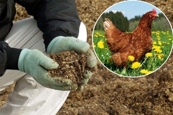 Chicken manure as fertilizer how to apply