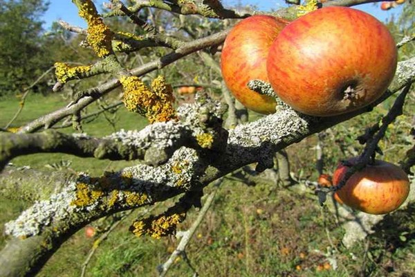 lichen + on an apple tree + how to get rid