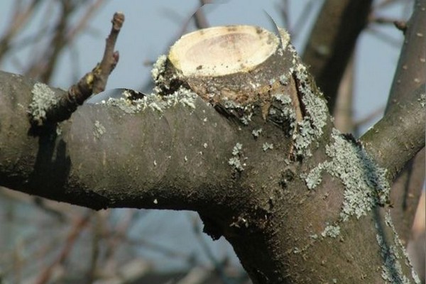 + how to treat the apple tree + from lichen