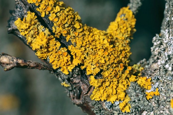 lichens + on an apple tree + how to fight