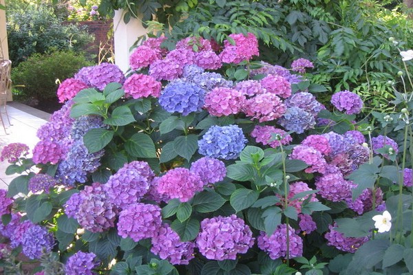 hidrangea macrophylla