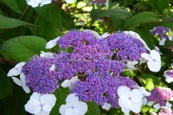 hydrangea magaspang macrophylla