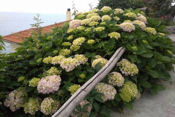 ορτανσία macrophylla