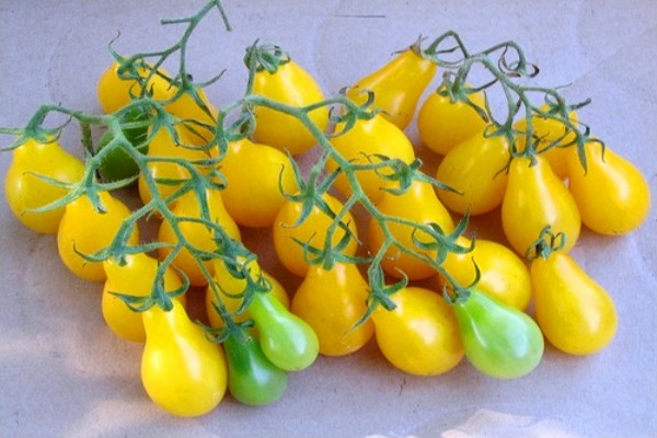 yellow tomatoes + for the winter