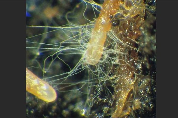 Mykorrhiza-Pilz