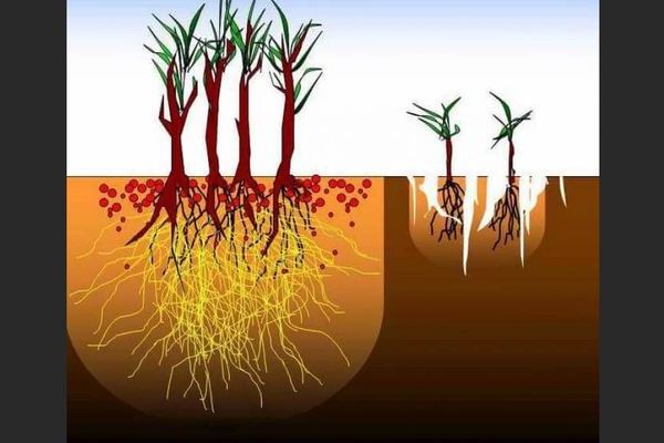 Mycorrhiza huba