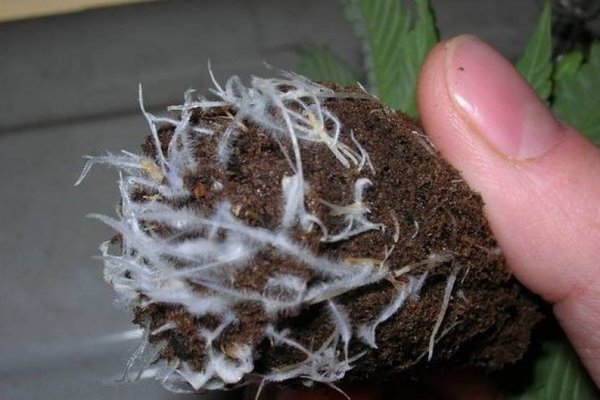Root mycorrhiza