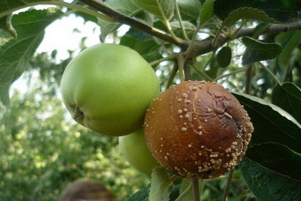 cây táo moniliosis chiến đấu