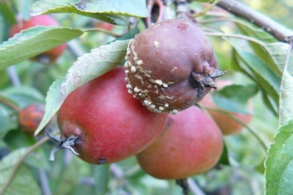 elma fotoğraf açıklaması ve tedavisi üzerinde moniliosis
