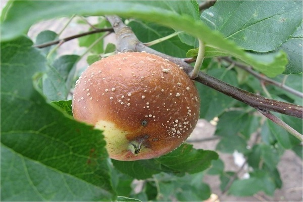 apple moniliosis