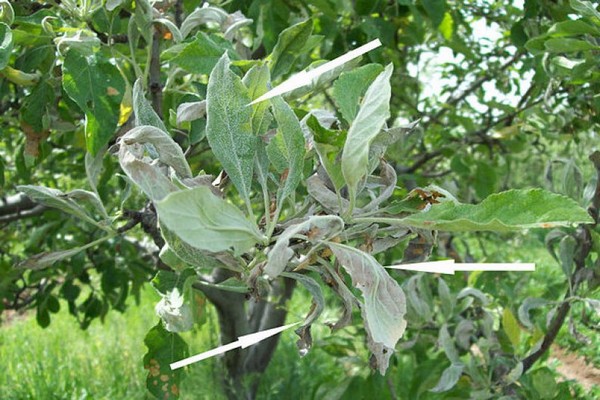 powdery mildew + on an apple tree + how to fight