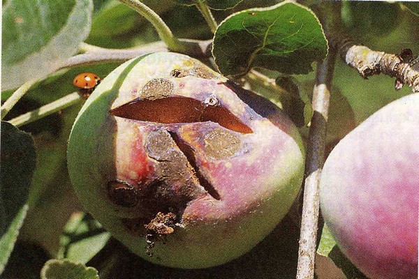 брашнеста мана + борба на ябълковото дърво