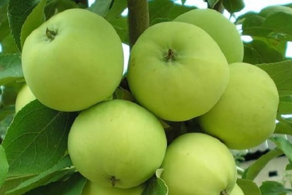 hit parade ng mga apple variety