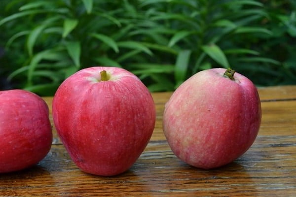perarakan pelbagai jenis epal