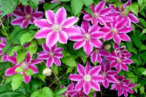 sorter av clematis