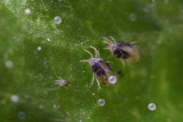 spider mite + control measures on the apple tree