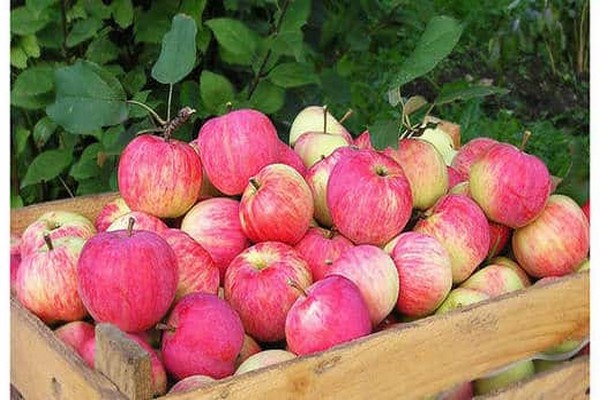описание на персийска ябълка