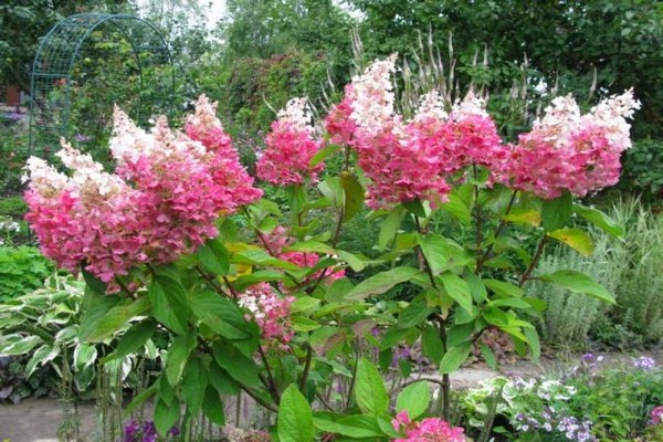 pinakamahusay na hydrangeas